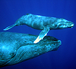humpback whale mother and calf